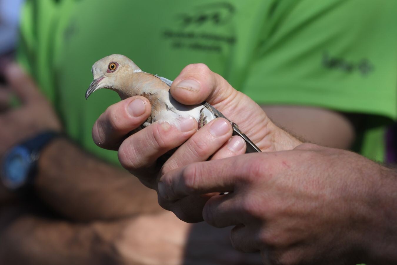 Diferentes tipos de aves han sido liberadas en Lizarrusti, en el parque natural de Aia.