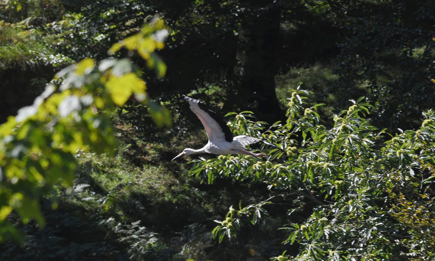 Diferentes tipos de aves han sido liberadas en Lizarrusti, en el parque natural de Aia.