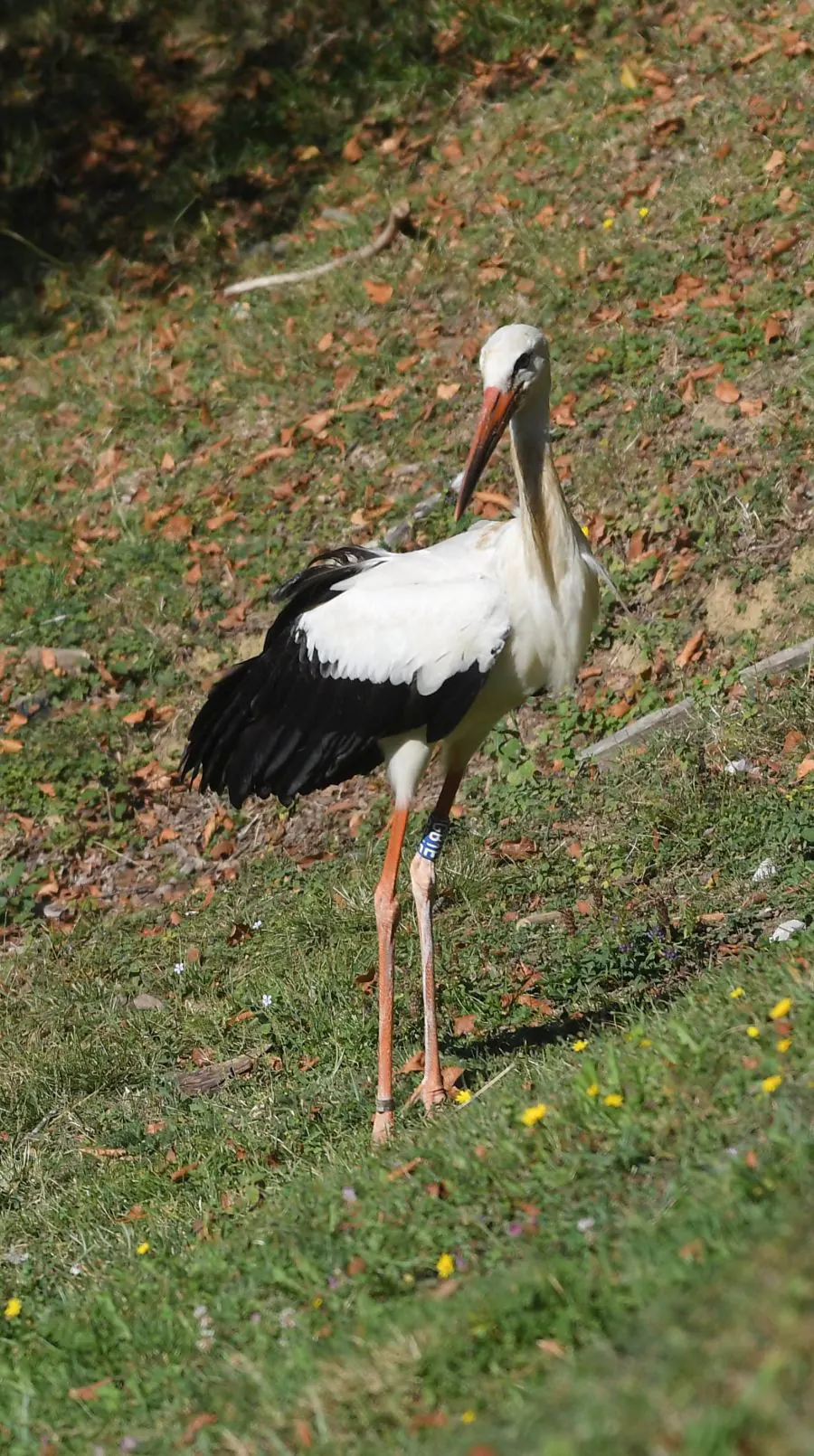 Diferentes tipos de aves han sido liberadas en Lizarrusti, en el parque natural de Aia.