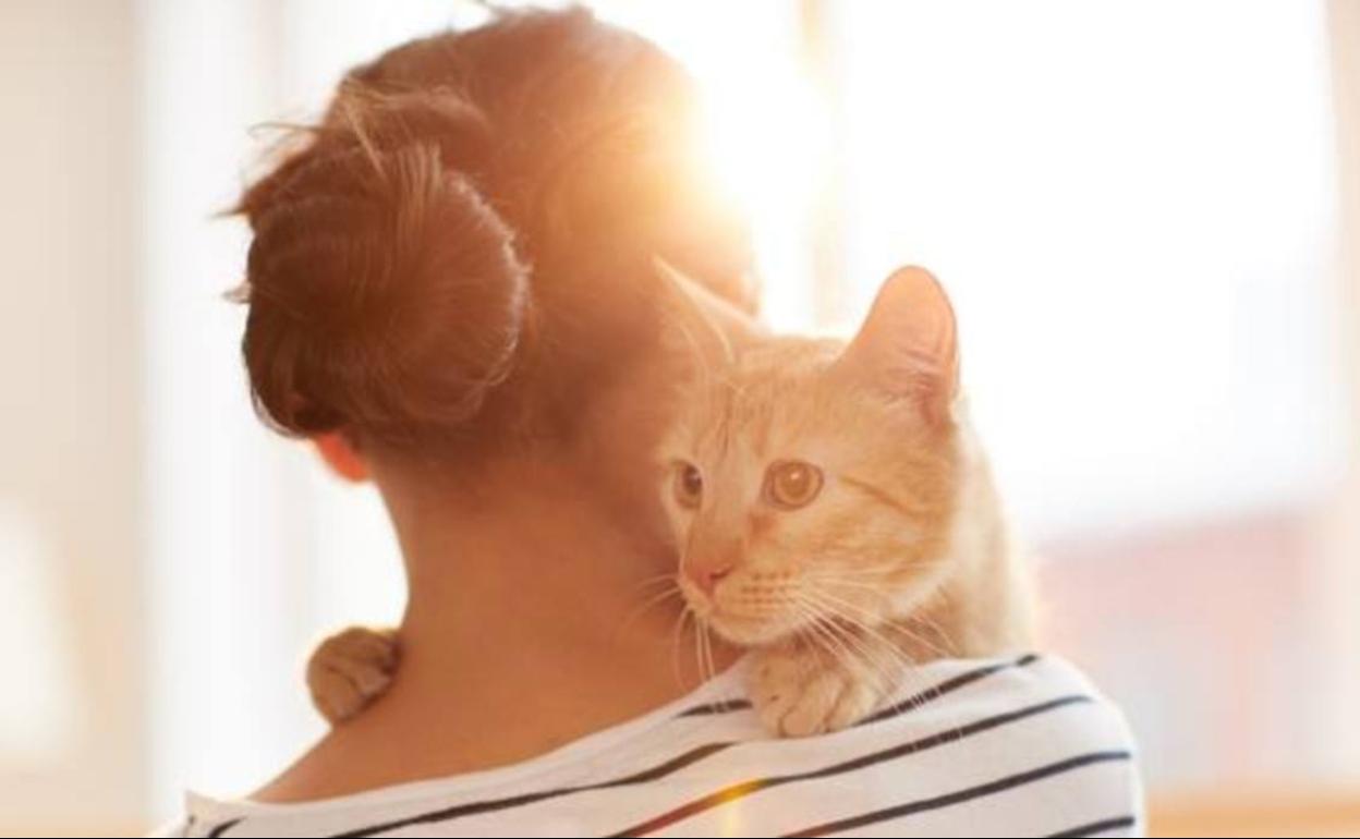 Los gatos pueden desarrollar un apego seguro hacia sus dueños. 