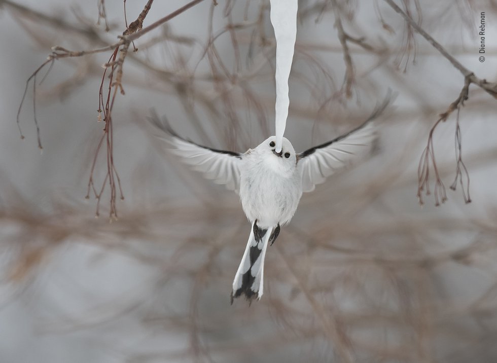 Categoría Aves. Un mito de cola larga ('Aegithalos caudatus') se detiene durante una fracción de segundo para mordisquear la punta de un largo carámbano en la isla Hokkaido (Japón)