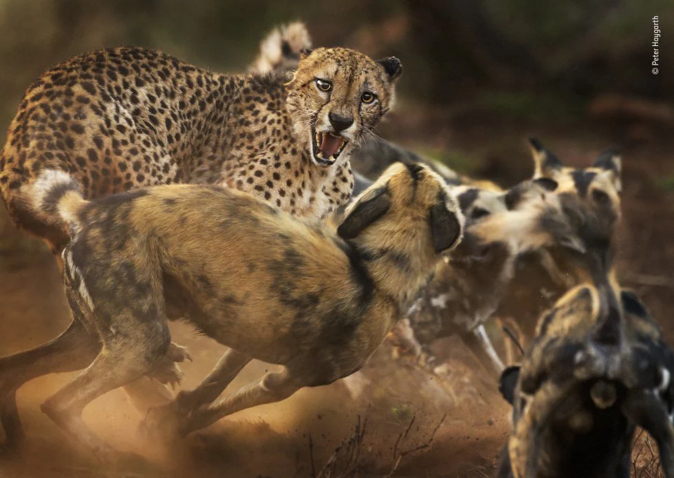 Categoría Mamíferos: Big cat and dog spat. Un grupo de perros salvajes africanos ataca a un guepardo macho solitario