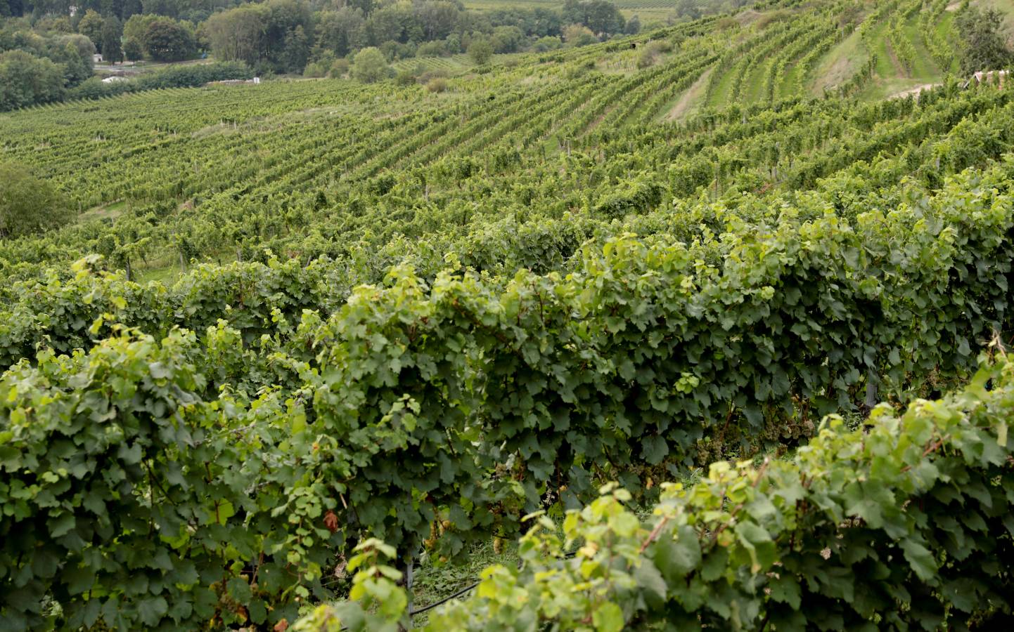 En Austria, el vino coge fama poco a poco. Trabajan bien con las uvas. 