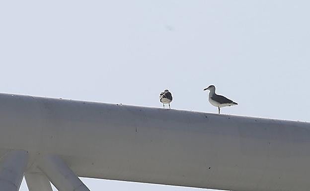 Imagen principal - Heces y picotazos de gaviotas en el ETFE de Anoeta