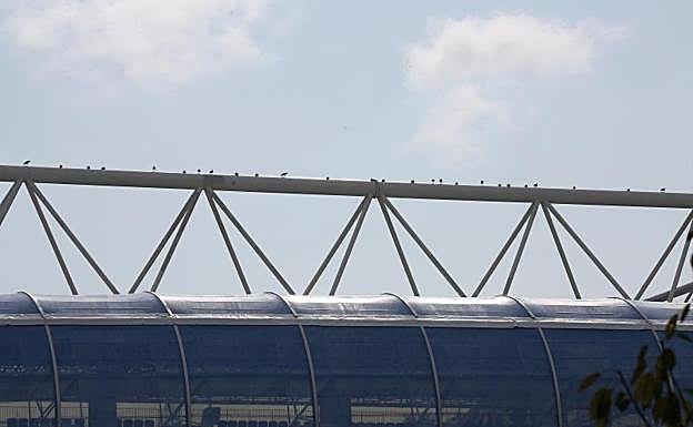 Las gaviotas descansan sobre la cercha de la grada norte.