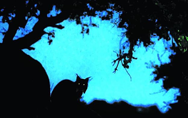 'El fantasma' es el título de la foto ganadora del concurso. Se trata de un lince ibérico de la Sierra de Andújar en el crepúsculo.