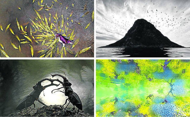 '101 cocodrilos', 'Reflejo de un peñasco de pájaros', ´Duelo de titanes', y Ranas en 'Mundo del estanque'.