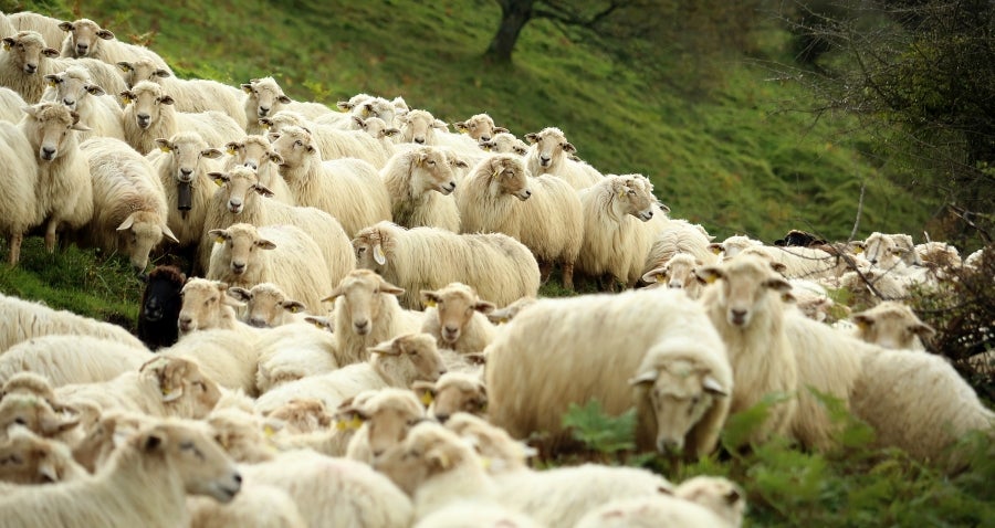 Fotos: «En Aralar se está mucho mejor»