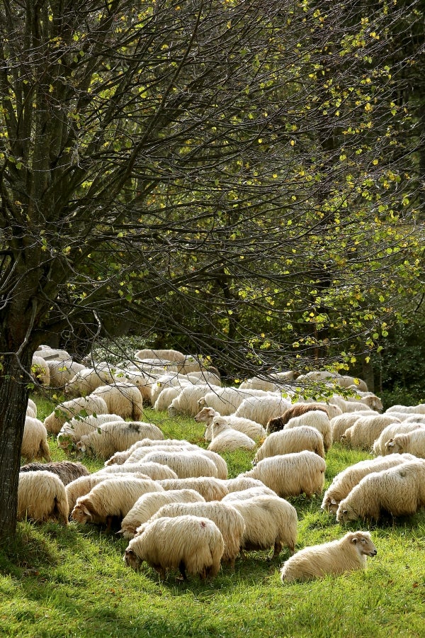 Fotos: «En Aralar se está mucho mejor»