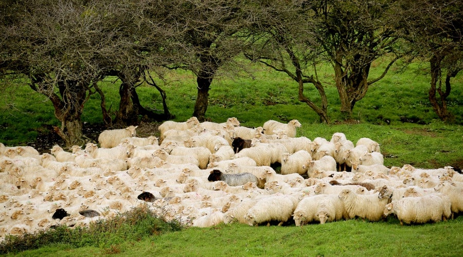 Fotos: «En Aralar se está mucho mejor»