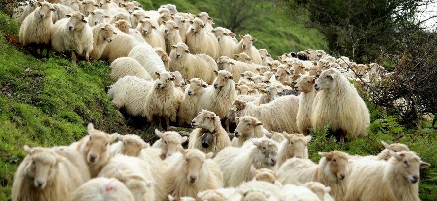 Fotos: «En Aralar se está mucho mejor»