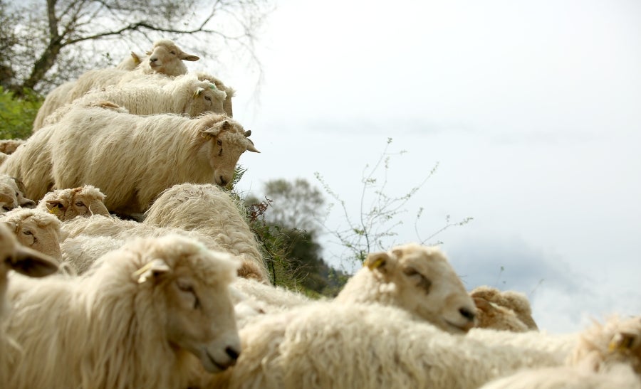 Fotos: «En Aralar se está mucho mejor»