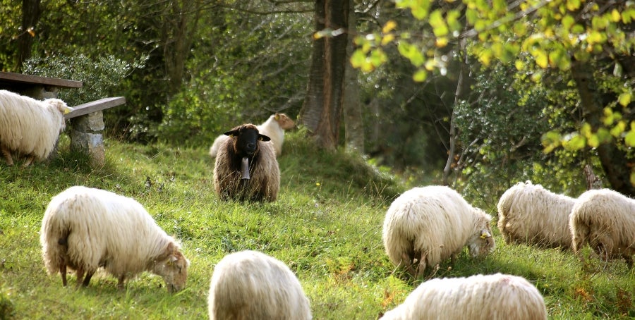 Fotos: «En Aralar se está mucho mejor»