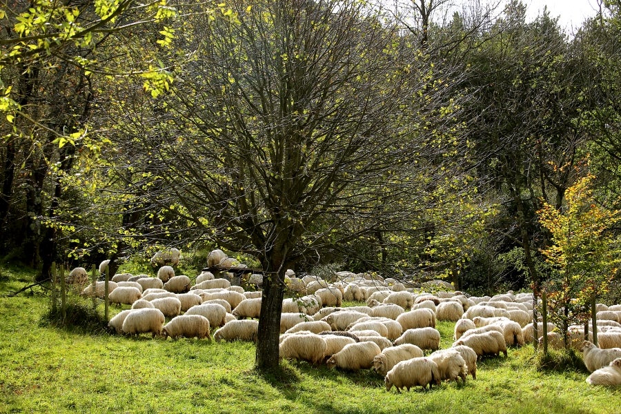 Fotos: «En Aralar se está mucho mejor»