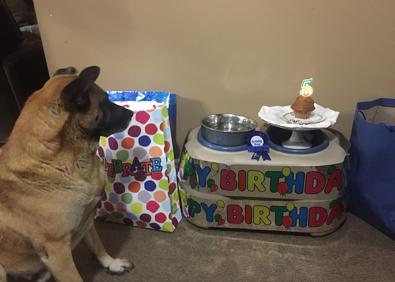 Imagen secundaria 1 - Arriba: Gloria y Howard con Toby. Izquierda: Celebración del quinto cumpleaños de Toby. Derecha: Howard da un paseo por la nieve con Toby.