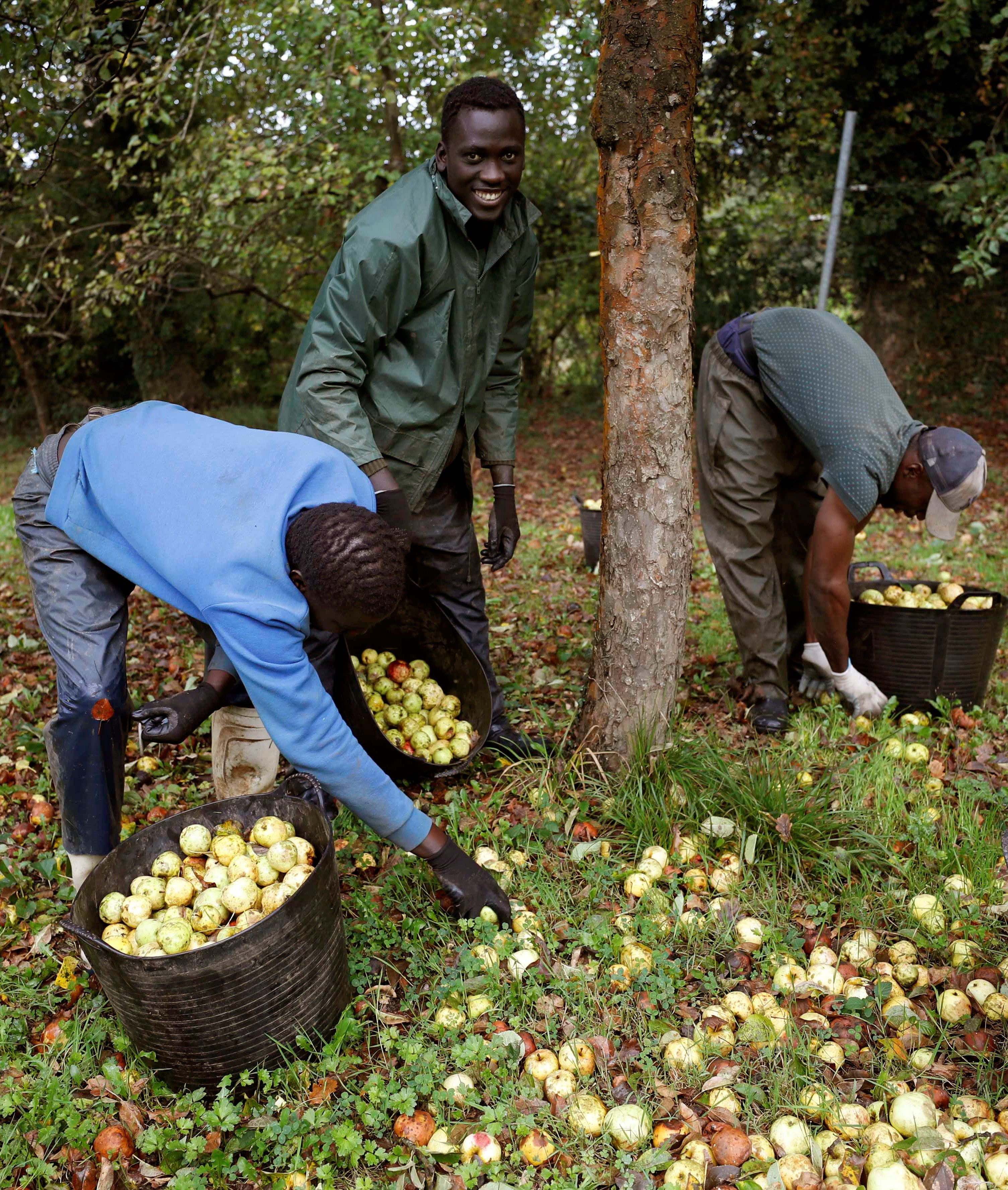 Trabajadores senegaleses trabajan en Asturias en la campaña de recogida de la manzana utilizada para elaborar sidra. La Denominación de Origen Protegida (DOP) «Sidra Asturias» batió el pasado año un nuevo récord histórico al aumentar sus ventas en un 73 por ciento con 3,7 millones de contraetiquetas entregadas