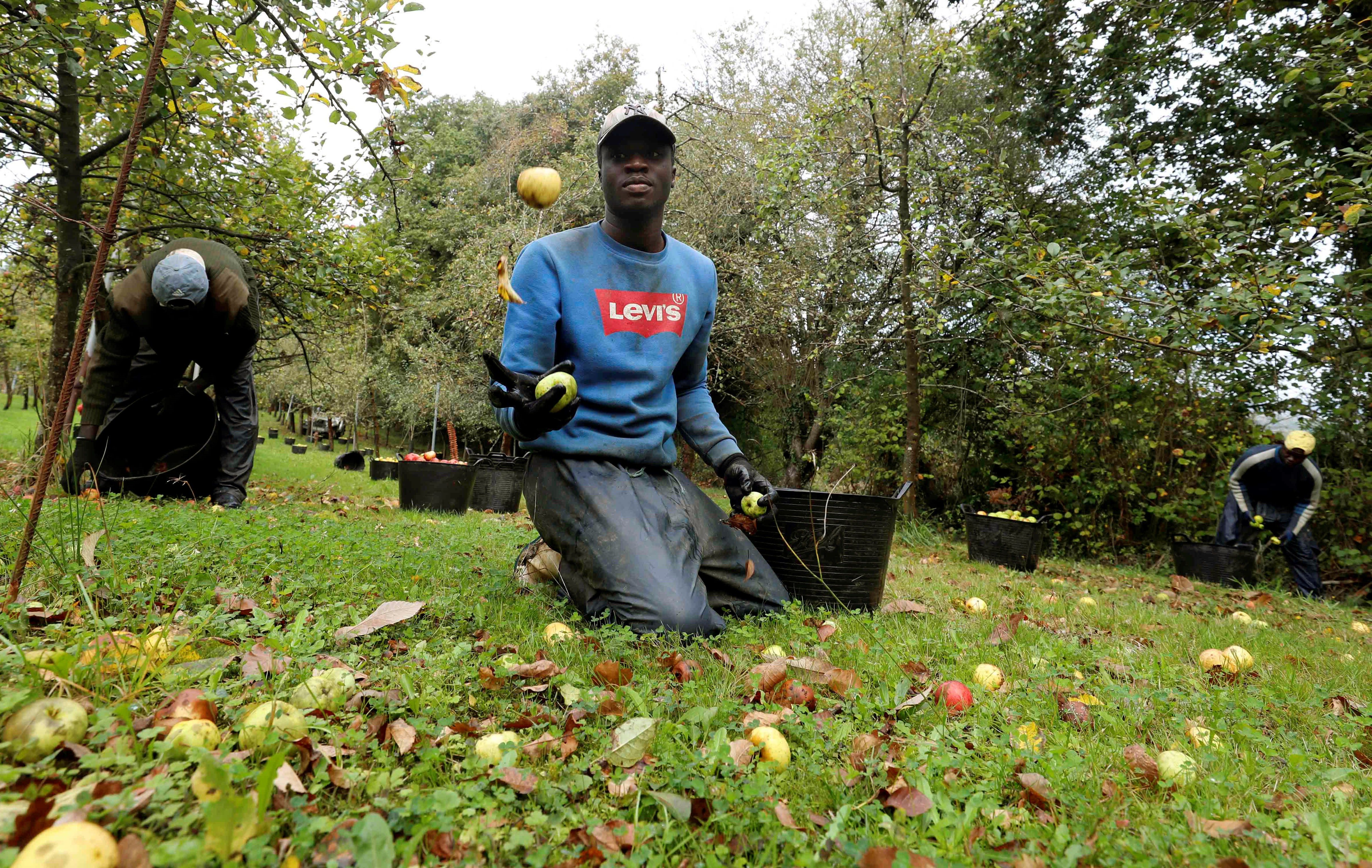 Trabajadores senegaleses trabajan en Asturias en la campaña de recogida de la manzana utilizada para elaborar sidra. La Denominación de Origen Protegida (DOP) «Sidra Asturias» batió el pasado año un nuevo récord histórico al aumentar sus ventas en un 73 por ciento con 3,7 millones de contraetiquetas entregadas