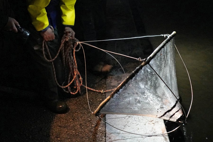 Fotos: Arranca la temporada de Angulas