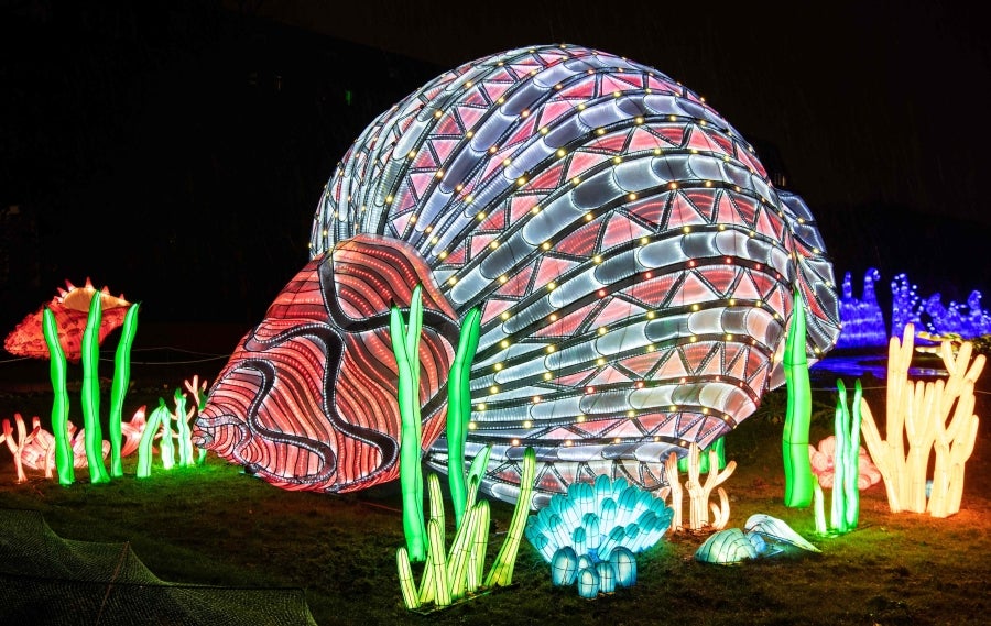 Fotos: Animales, luz y color