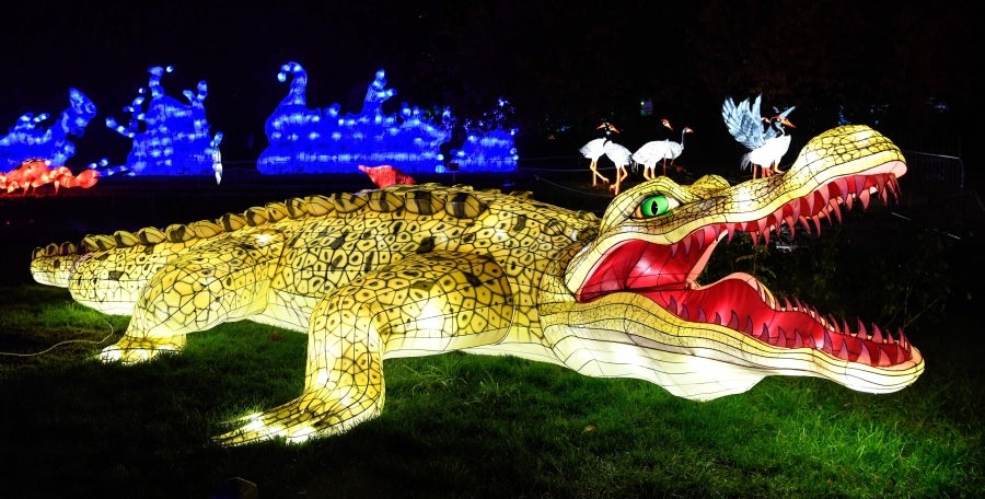 Fotos: Animales, luz y color