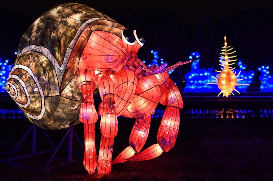 Fotos: Animales, luz y color