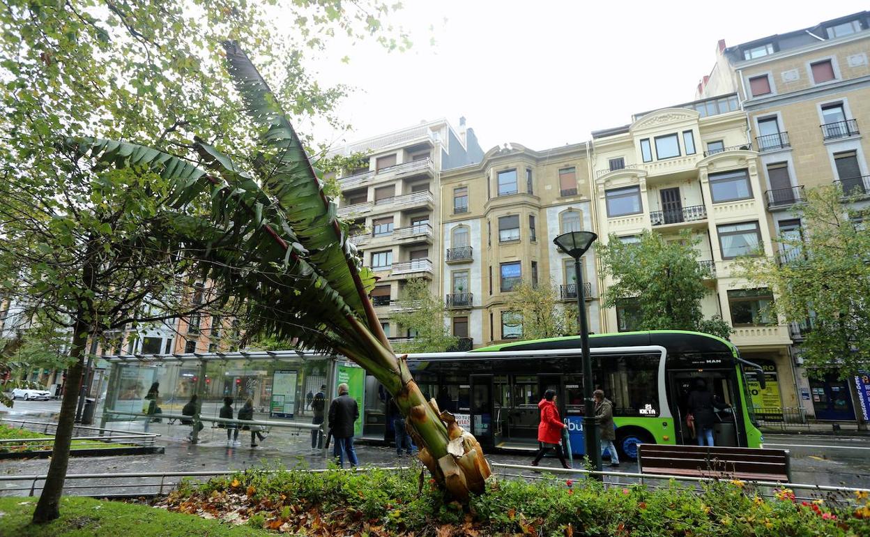 Imagen de a´boles caídos el pasado 3 de noviembre en San Sebastián.