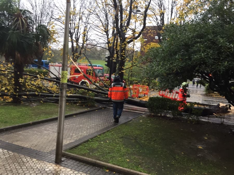 El viento ha provocado numerosos daños materiales en Gipuzkoa, especialmente en Donostia, con árboles y andamios caídos por toda la ciudad.