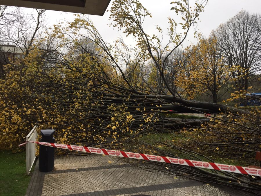 El viento ha provocado numerosos daños materiales en Gipuzkoa, especialmente en Donostia, con árboles y andamios caídos por toda la ciudad.