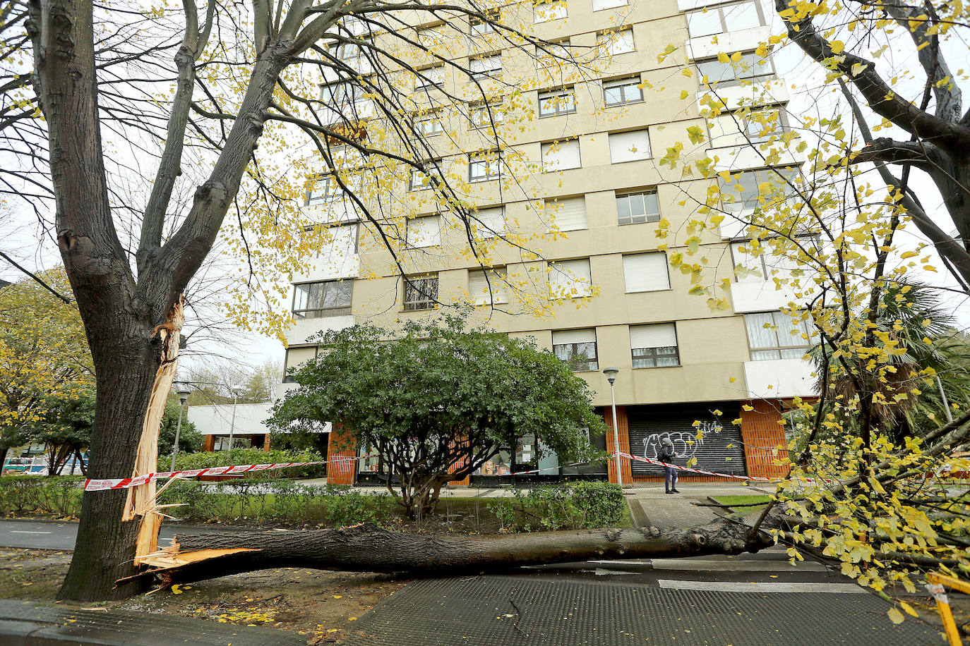 El viento ha provocado numerosos daños materiales en Gipuzkoa, especialmente en Donostia, con árboles y andamios caídos por toda la ciudad.
