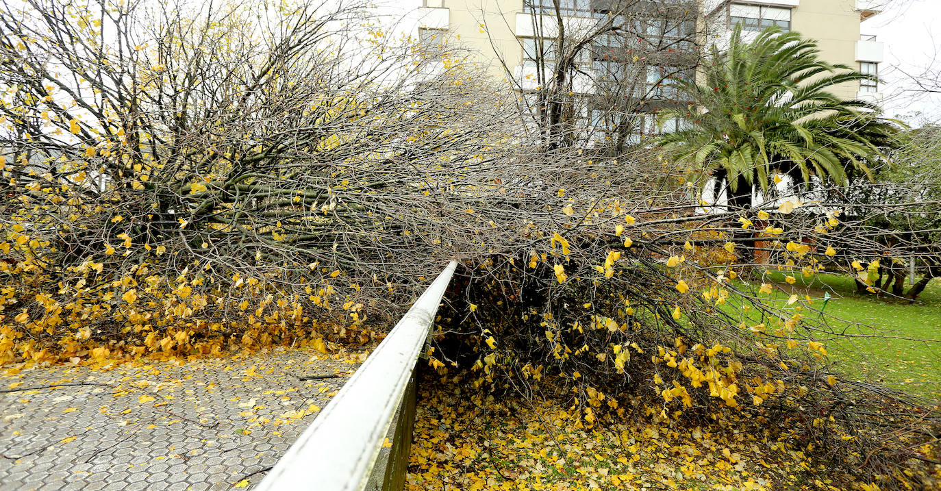 El viento ha provocado numerosos daños materiales en Gipuzkoa, especialmente en Donostia, con árboles y andamios caídos por toda la ciudad.