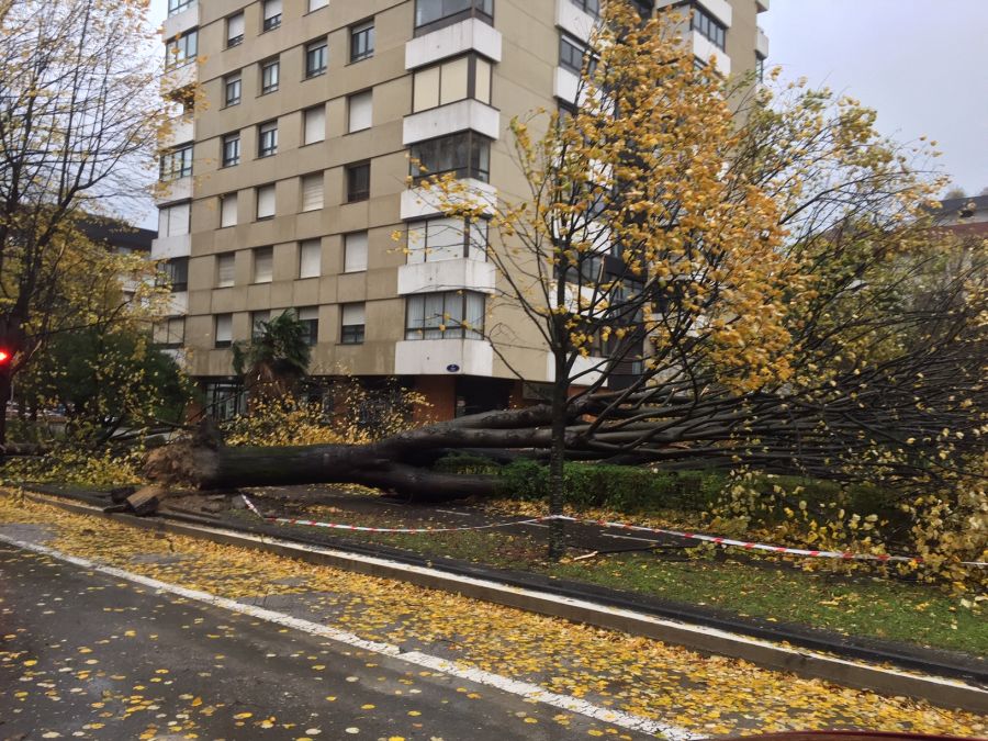 El viento ha provocado numerosos daños materiales en Gipuzkoa, especialmente en Donostia, con árboles y andamios caídos por toda la ciudad.