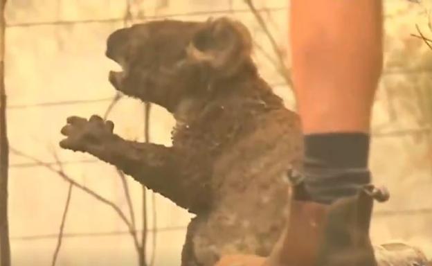 Muere el koala rescatado durante los incendios de Australia