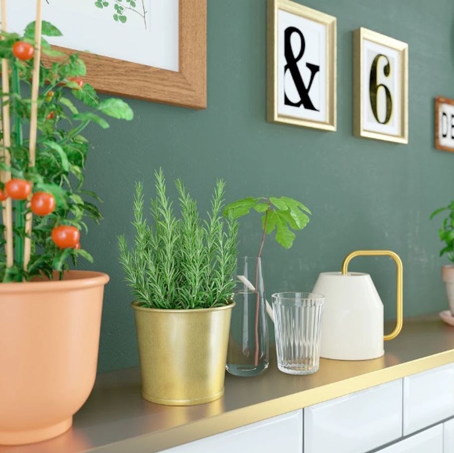 Puedes tener tu propio huerto en casa. Cosecha tus propias hierbas y verduras