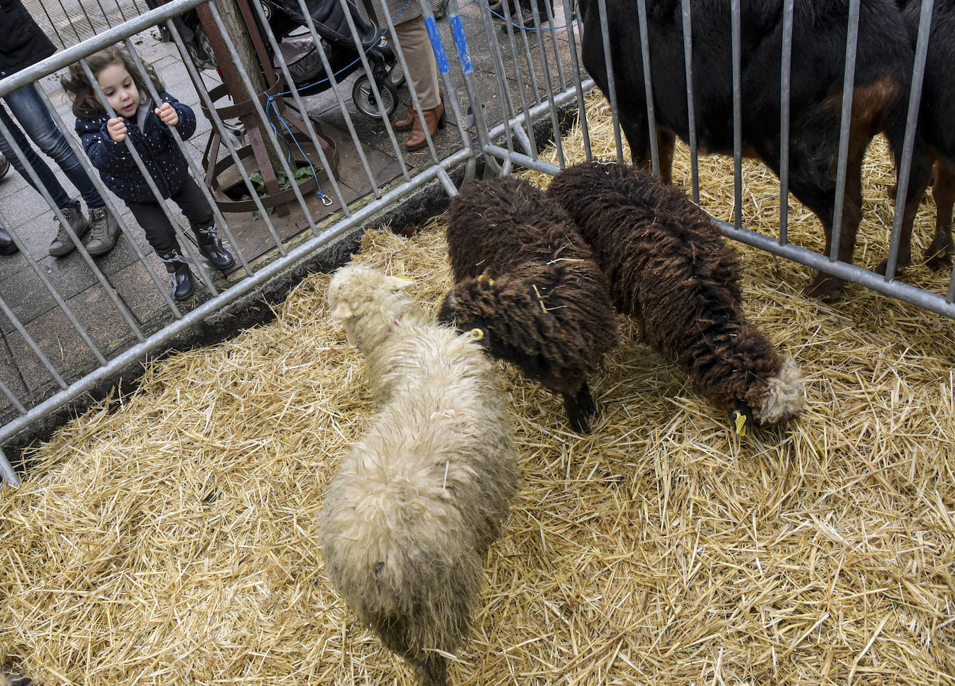 Fotos: Multitudinaria feria de Santa Lucía en Zumarraga y Urretxu