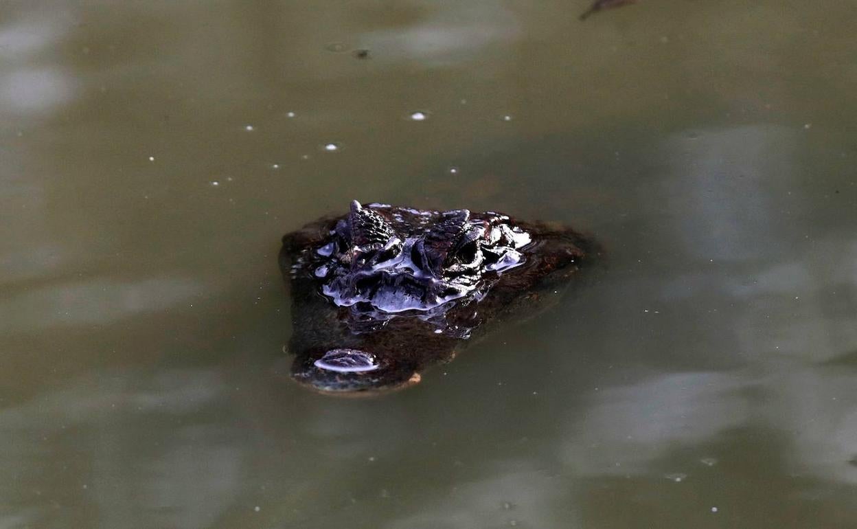 Hallado en Teruel un cocodrilo acuático, de hace 125 millones de años