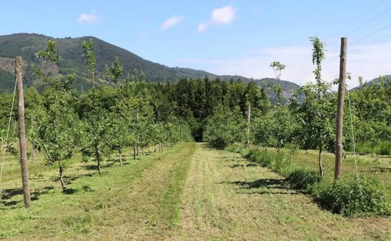 Investigarán cómo aumentar la productividad de los manzanos para sidra de Gipuzkoa