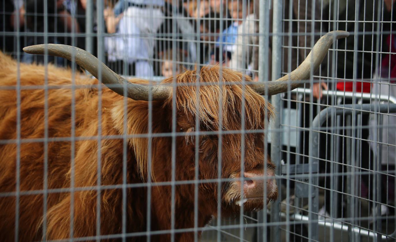 Ambiente festivo en Donostia desde bien temprano. 