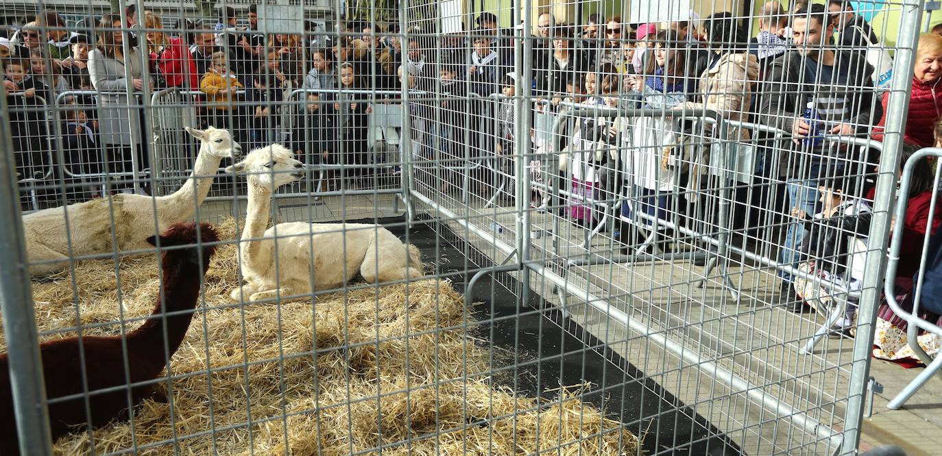 Ambiente festivo en Donostia desde bien temprano. 