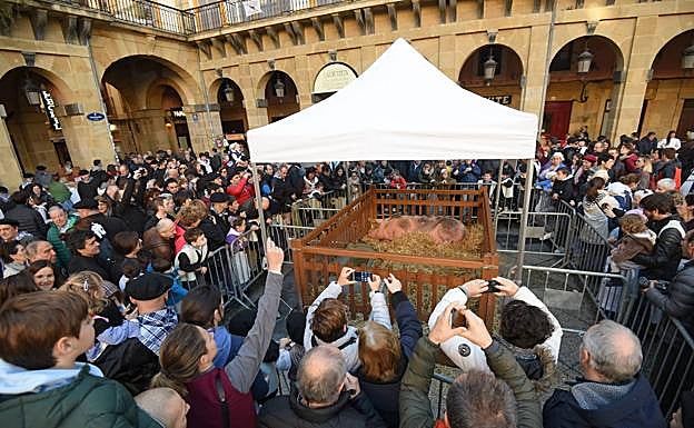 La cerda 'Ximona' se pasó buena parte de la jornada tumbada ajena al ajetreo de fotos y a la expectación que generaba en niños y familias. 