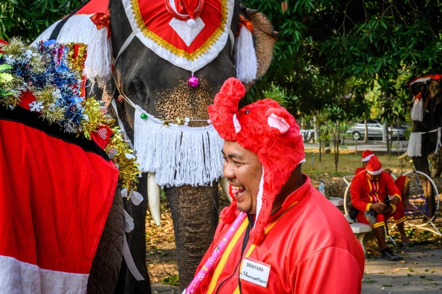 Un mahout entrena a su elefante, vestido con un disfraz de Papá Noel, antes de la presentación que harán ambos delante de los escolares, a modo de celebración navideña en Ayutthaya. 