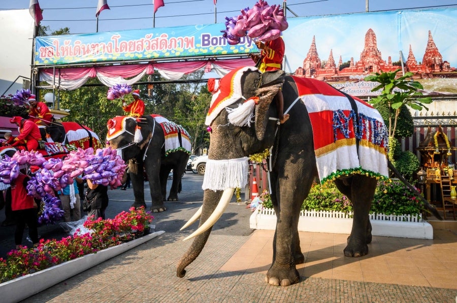 Un mahout entrena a su elefante, vestido con un disfraz de Papá Noel, antes de la presentación que harán ambos delante de los escolares, a modo de celebración navideña en Ayutthaya. 