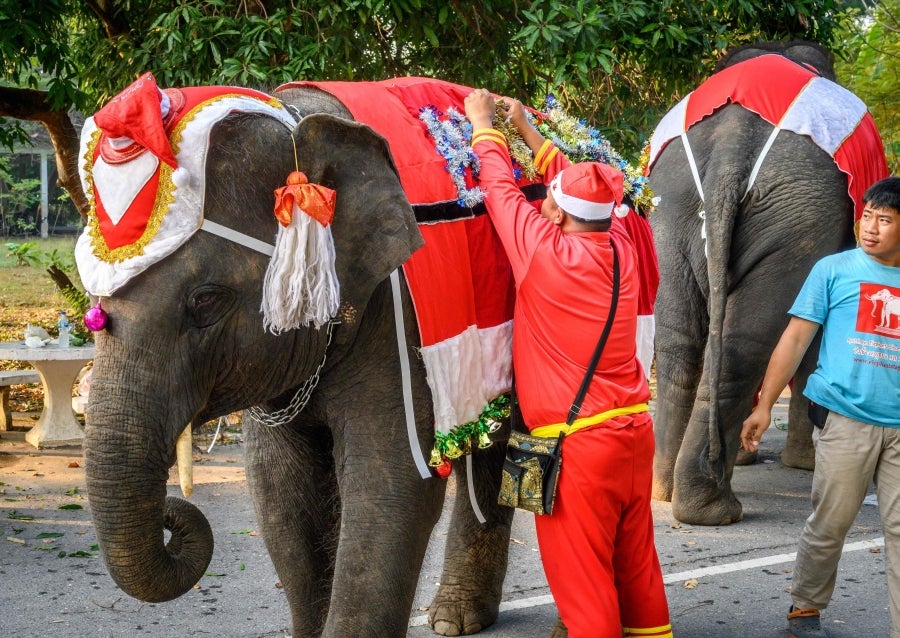 Un mahout entrena a su elefante, vestido con un disfraz de Papá Noel, antes de la presentación que harán ambos delante de los escolares, a modo de celebración navideña en Ayutthaya. 