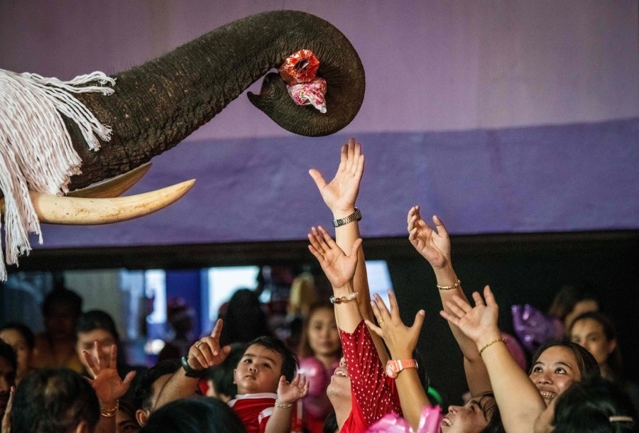 Un mahout entrena a su elefante, vestido con un disfraz de Papá Noel, antes de la presentación que harán ambos delante de los escolares, a modo de celebración navideña en Ayutthaya. 