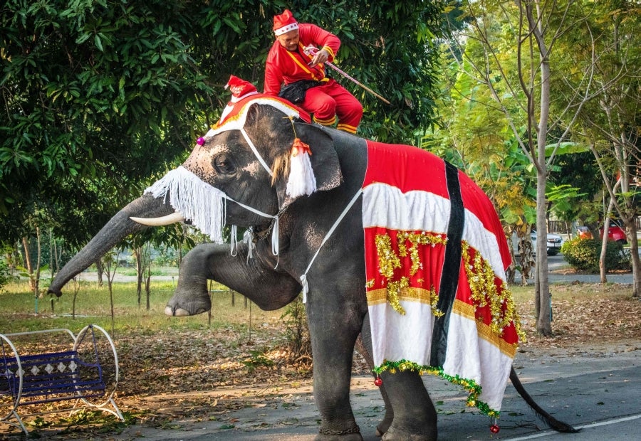 Un mahout entrena a su elefante, vestido con un disfraz de Papá Noel, antes de la presentación que harán ambos delante de los escolares, a modo de celebración navideña en Ayutthaya. 