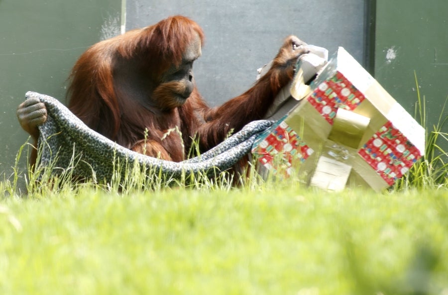 Los animales del Zoo de Adelaida, Australia, también han recibido sus regalos. 