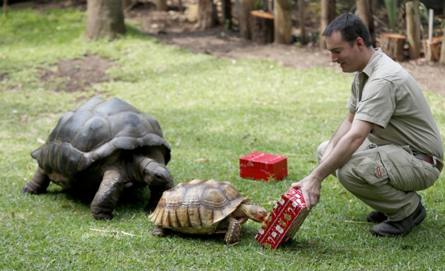 Los animales del Zoo de Adelaida, Australia, también han recibido sus regalos. 