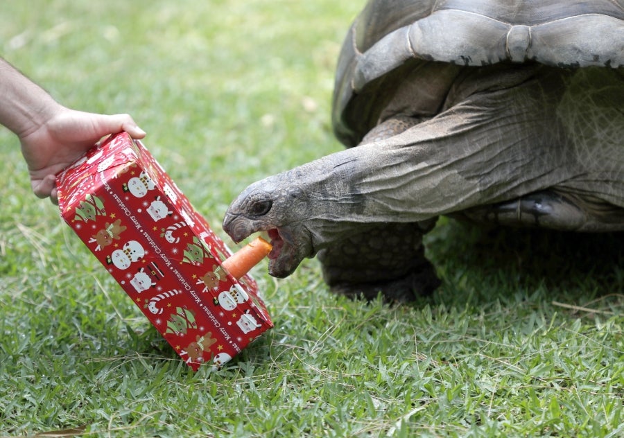 Los animales del Zoo de Adelaida, Australia, también han recibido sus regalos. 