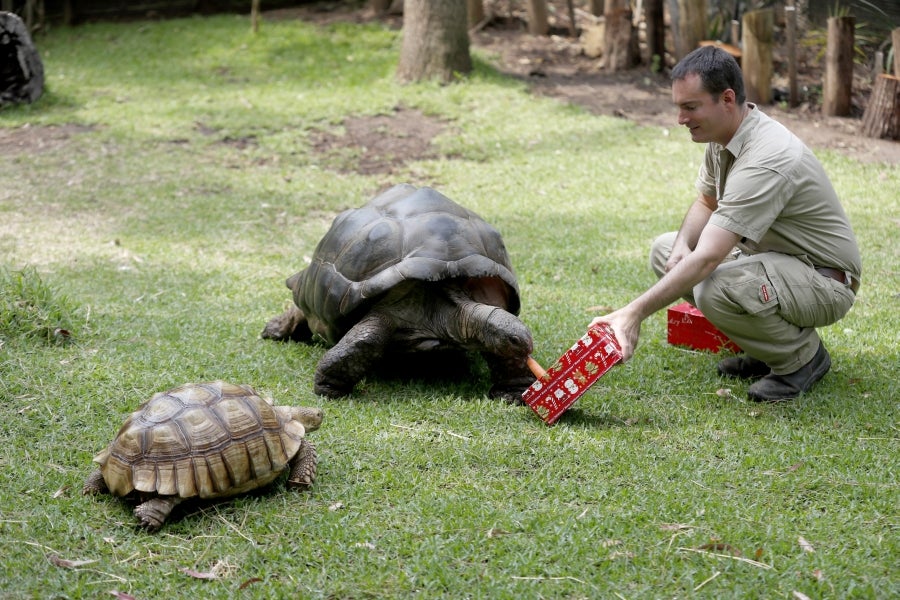 Los animales del Zoo de Adelaida, Australia, también han recibido sus regalos. 