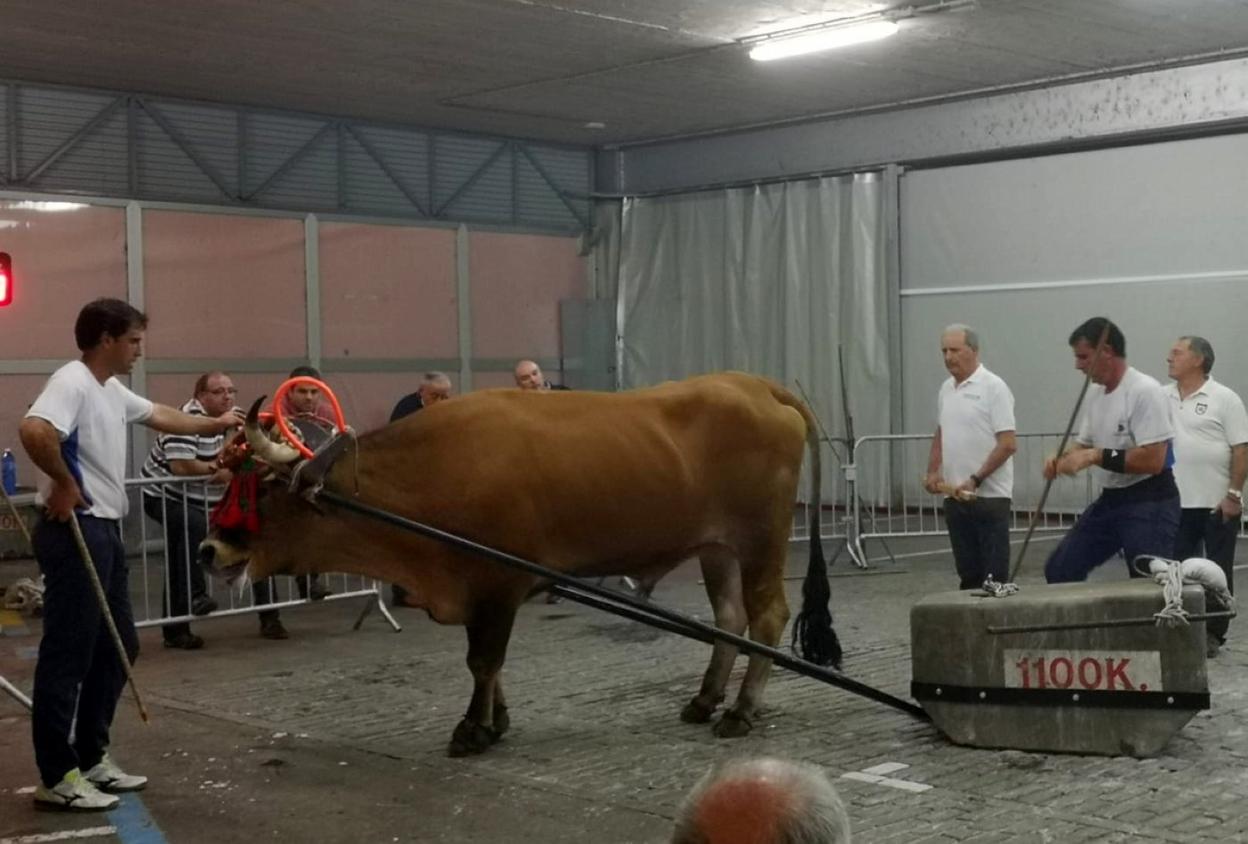 Labor individual. Competición en la modalidad de 'uztarri motza' celebrada en Sigma hace unos meses.