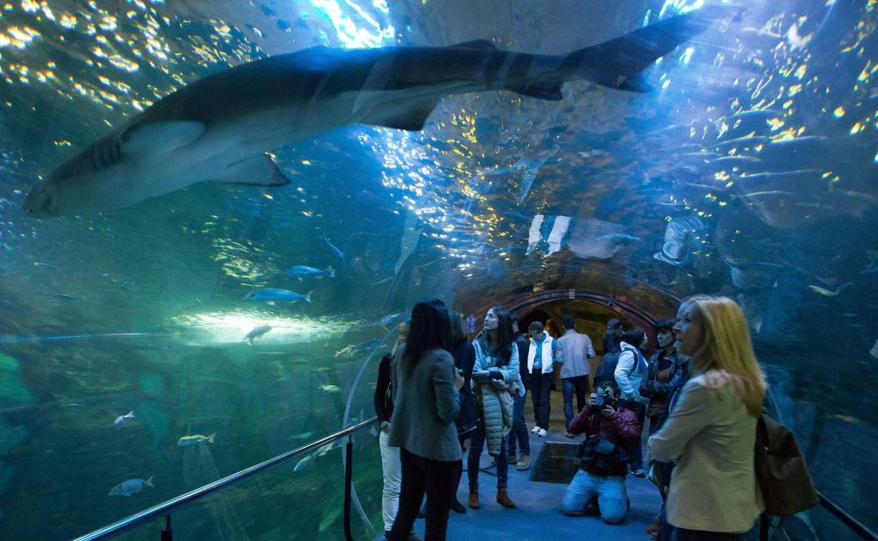 En el tunel de la pecera del Aquarium de San Sebastián observando los peces